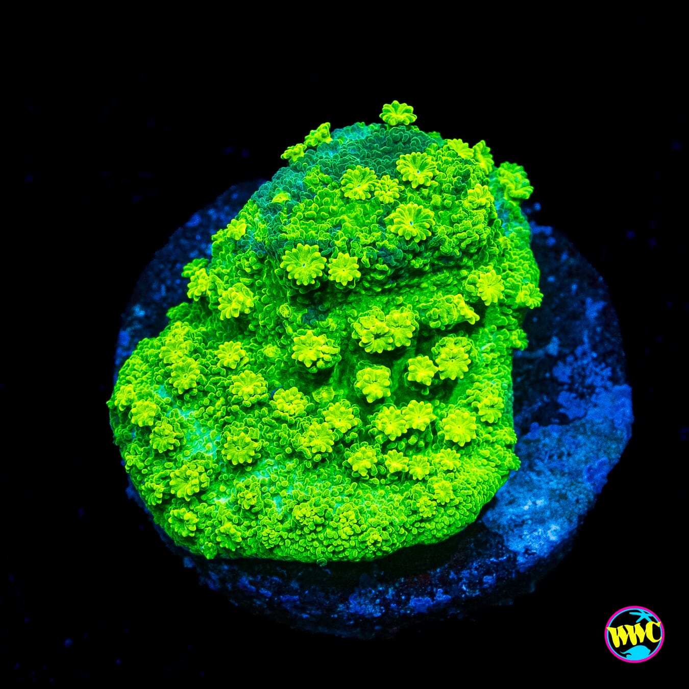 WWC Neon Astreopora