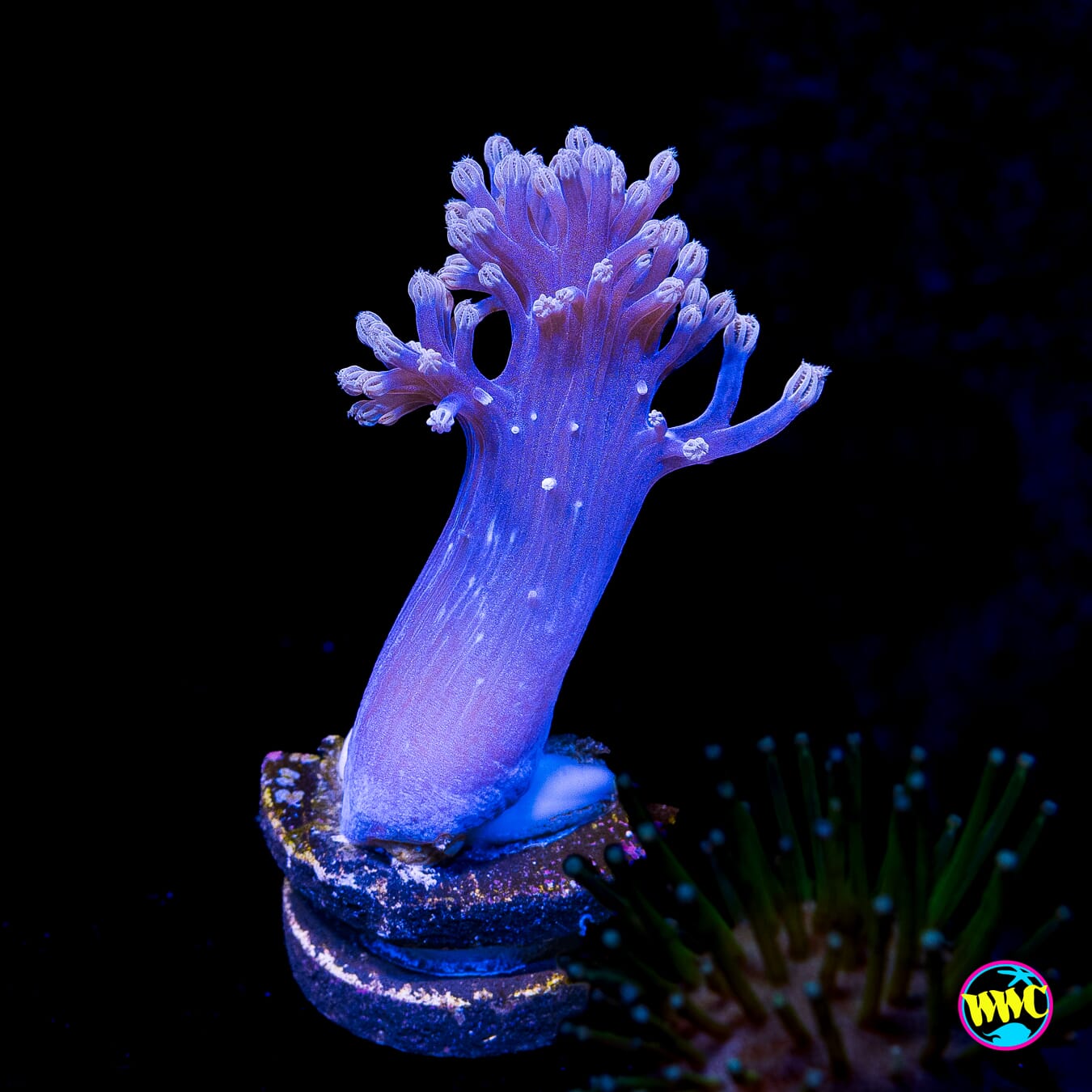WWC Purple Cespitularia