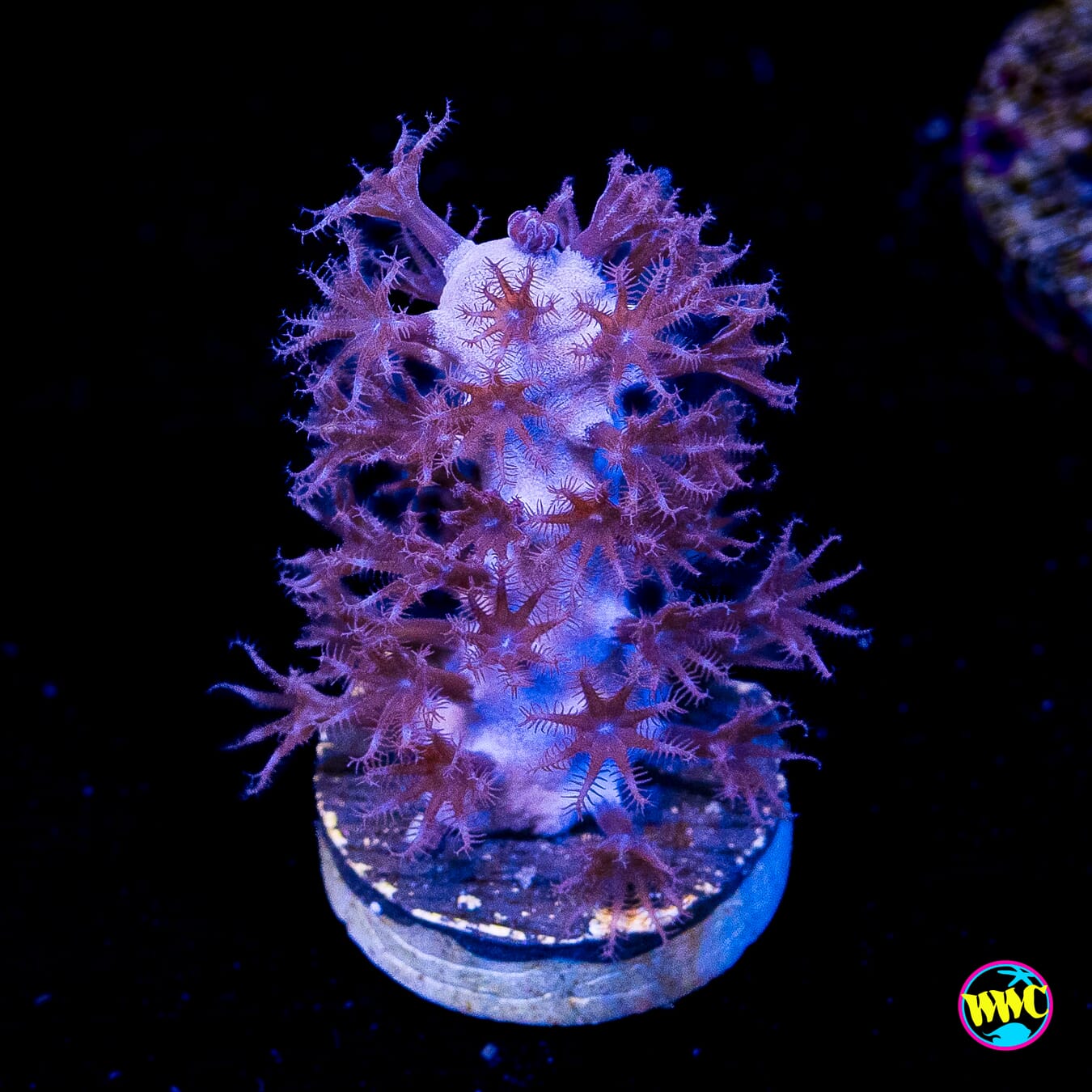Tracy Morgonian Gorgonian