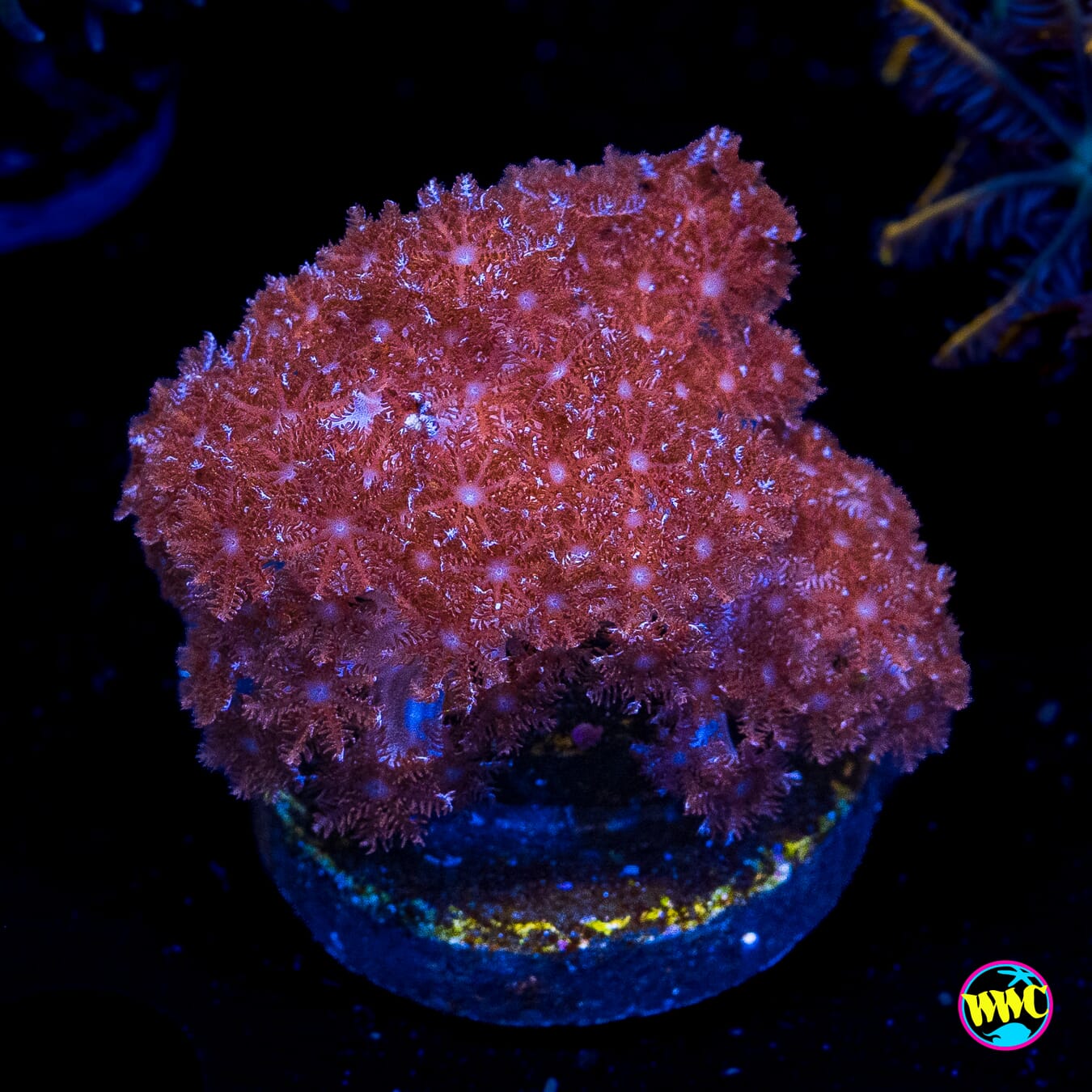 WWC Speckled Leather