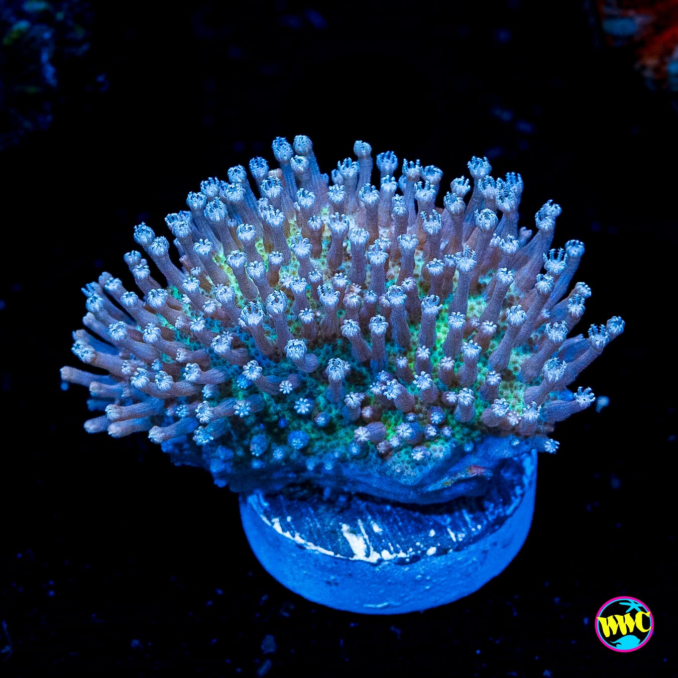 WWC Silver Polyp Toadstool Leather