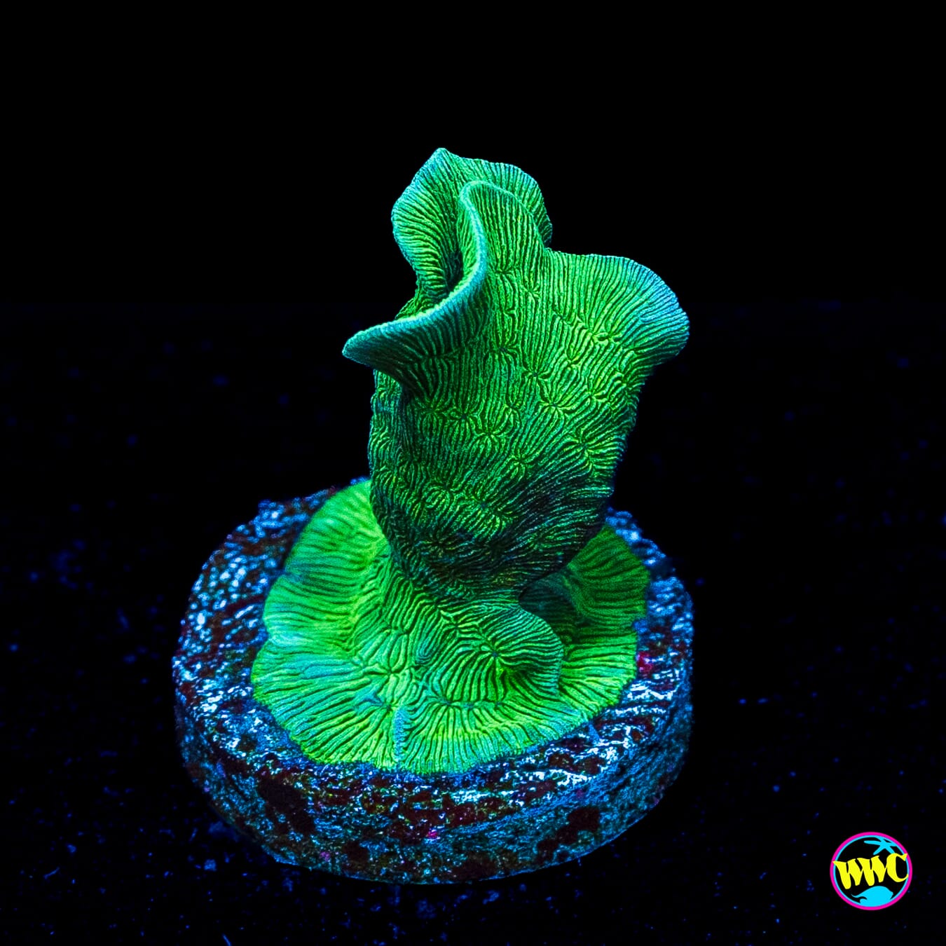 WWC Cactus Pavona