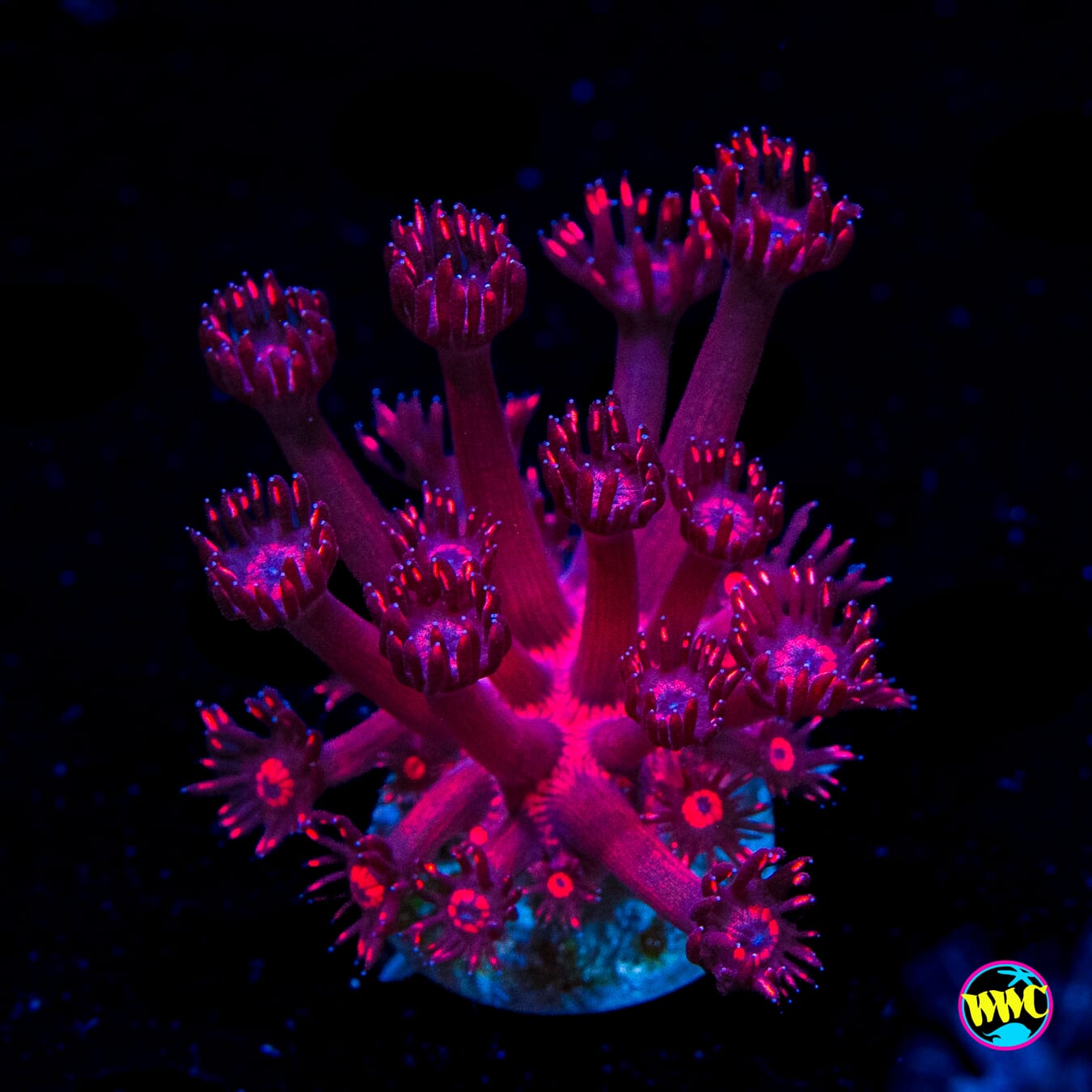 Ruby Red Goniopora