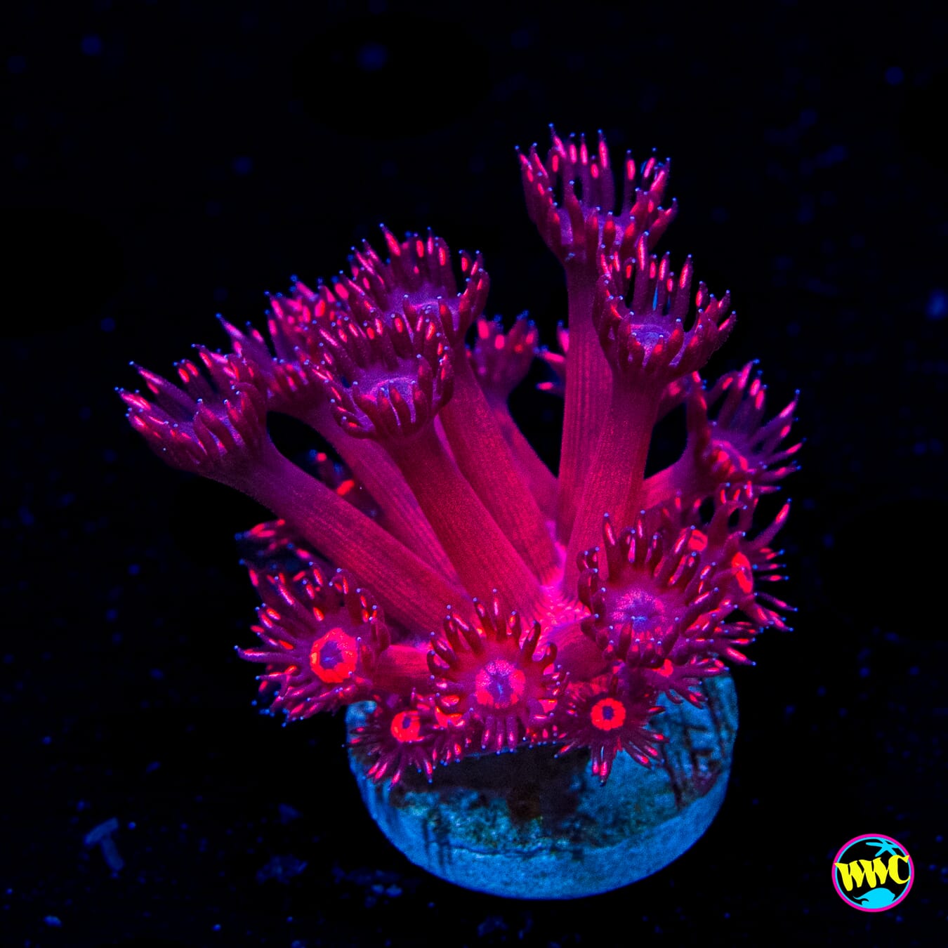 Ruby Red Goniopora