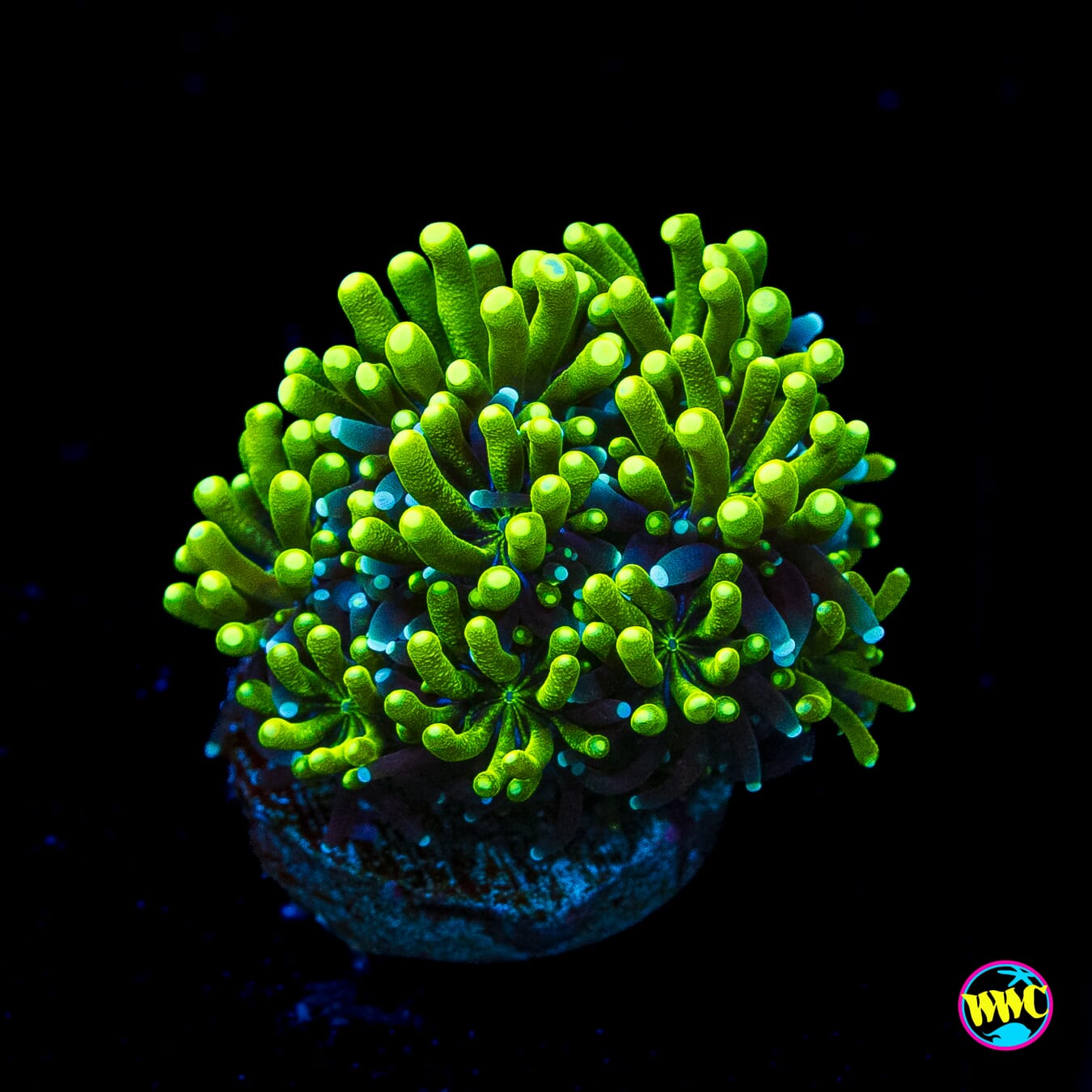 WWC Lemonade Galaxea