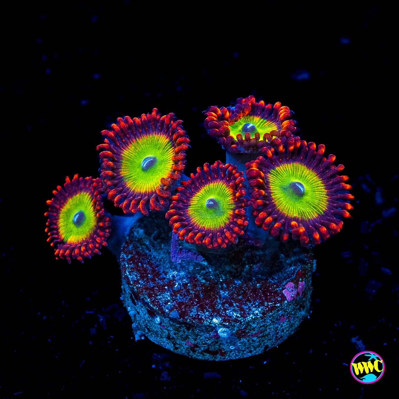 Candy Apple Red Zoanthids