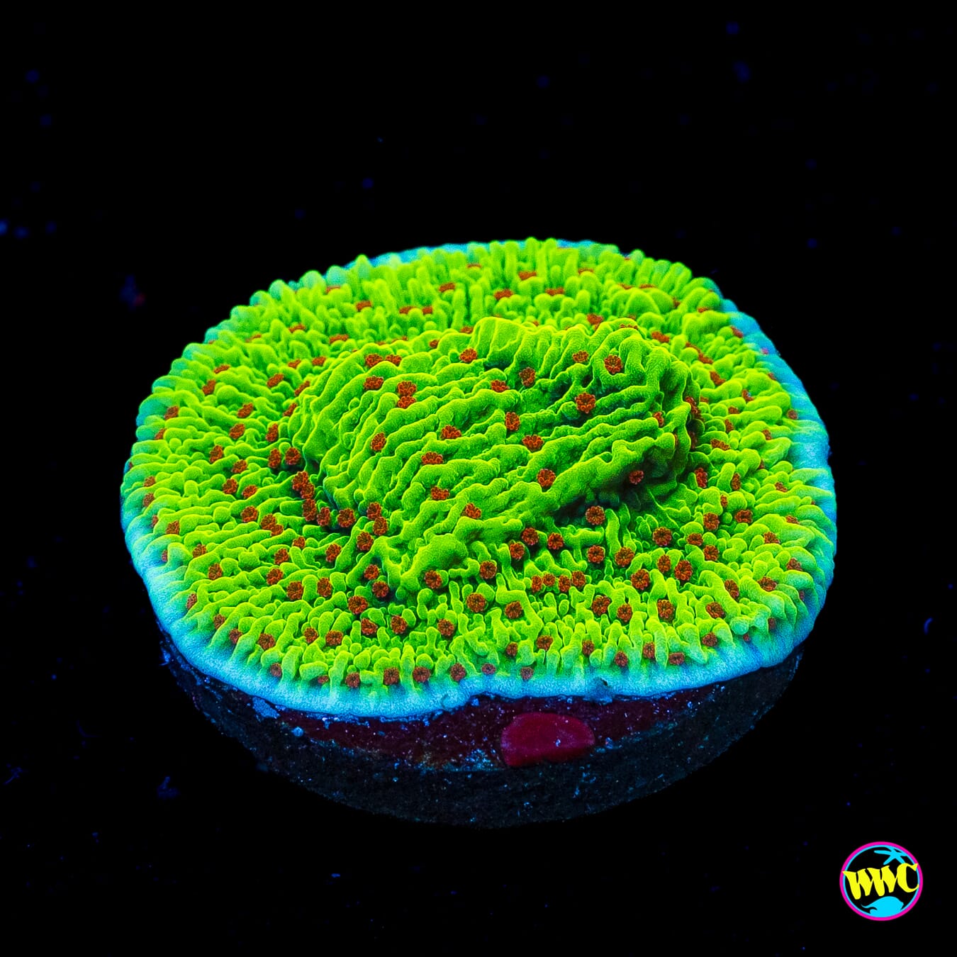 WWC Cousin Eddie's Toxic Montipora