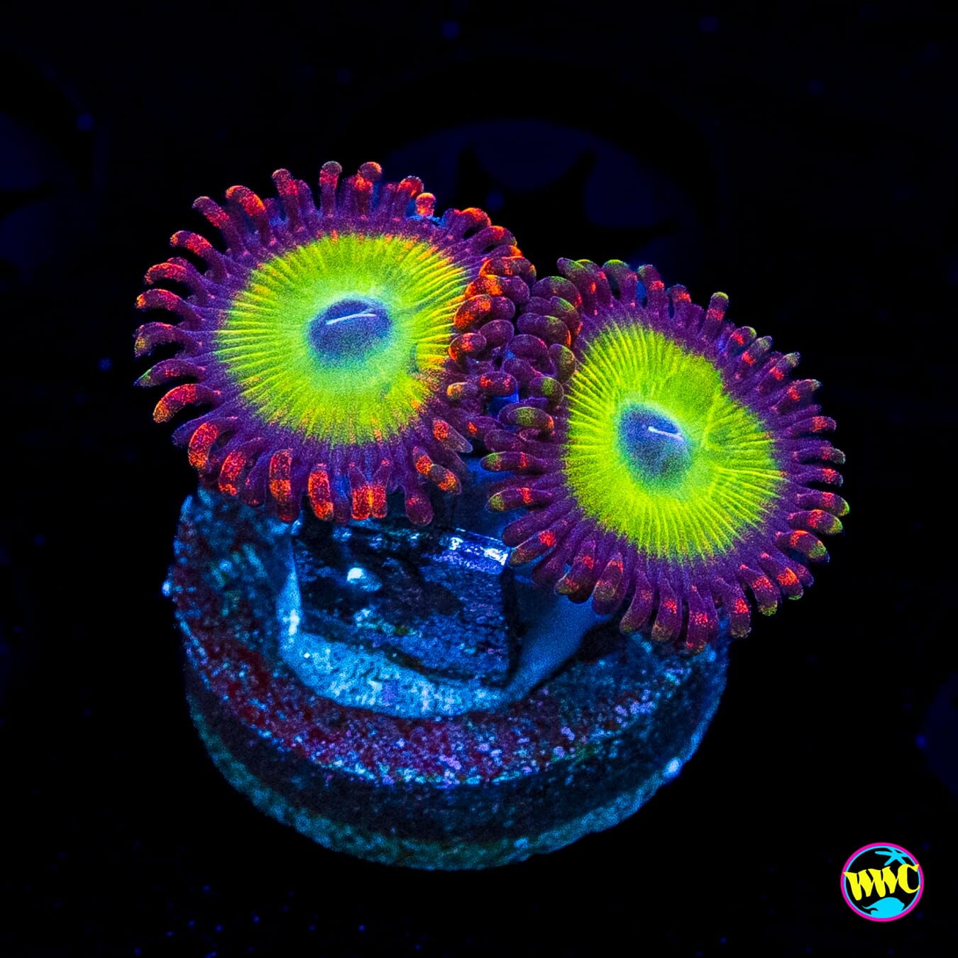 Candy Apple Red Zoanthids