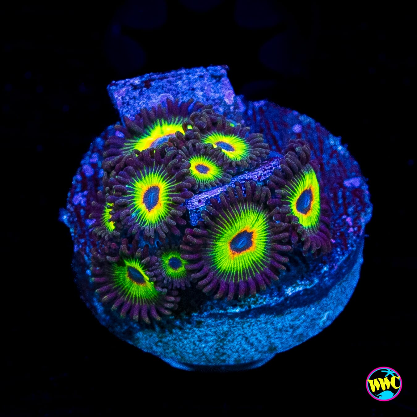 WWC Bob Marley Zoanthids