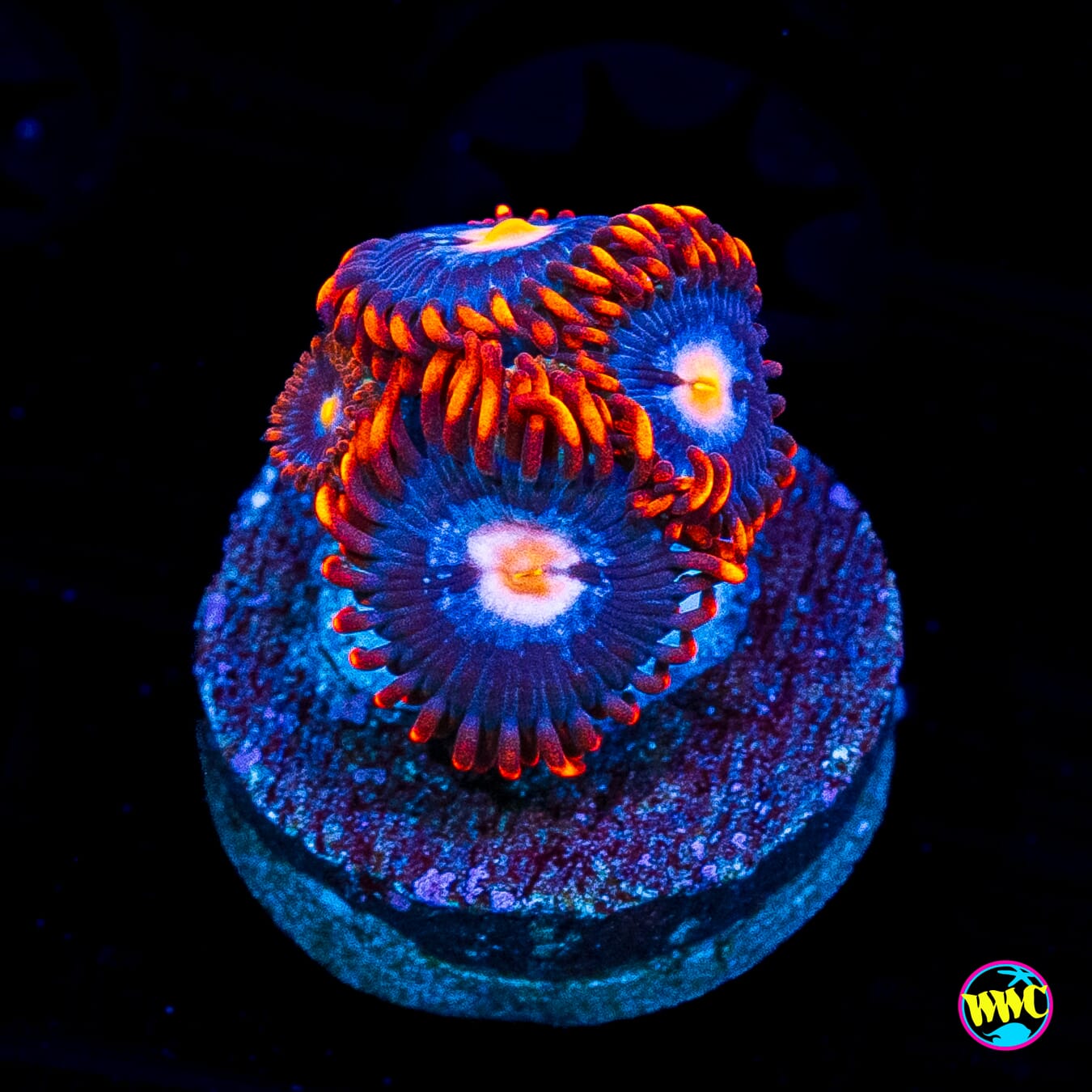 Clementine Chaser Zoanthids