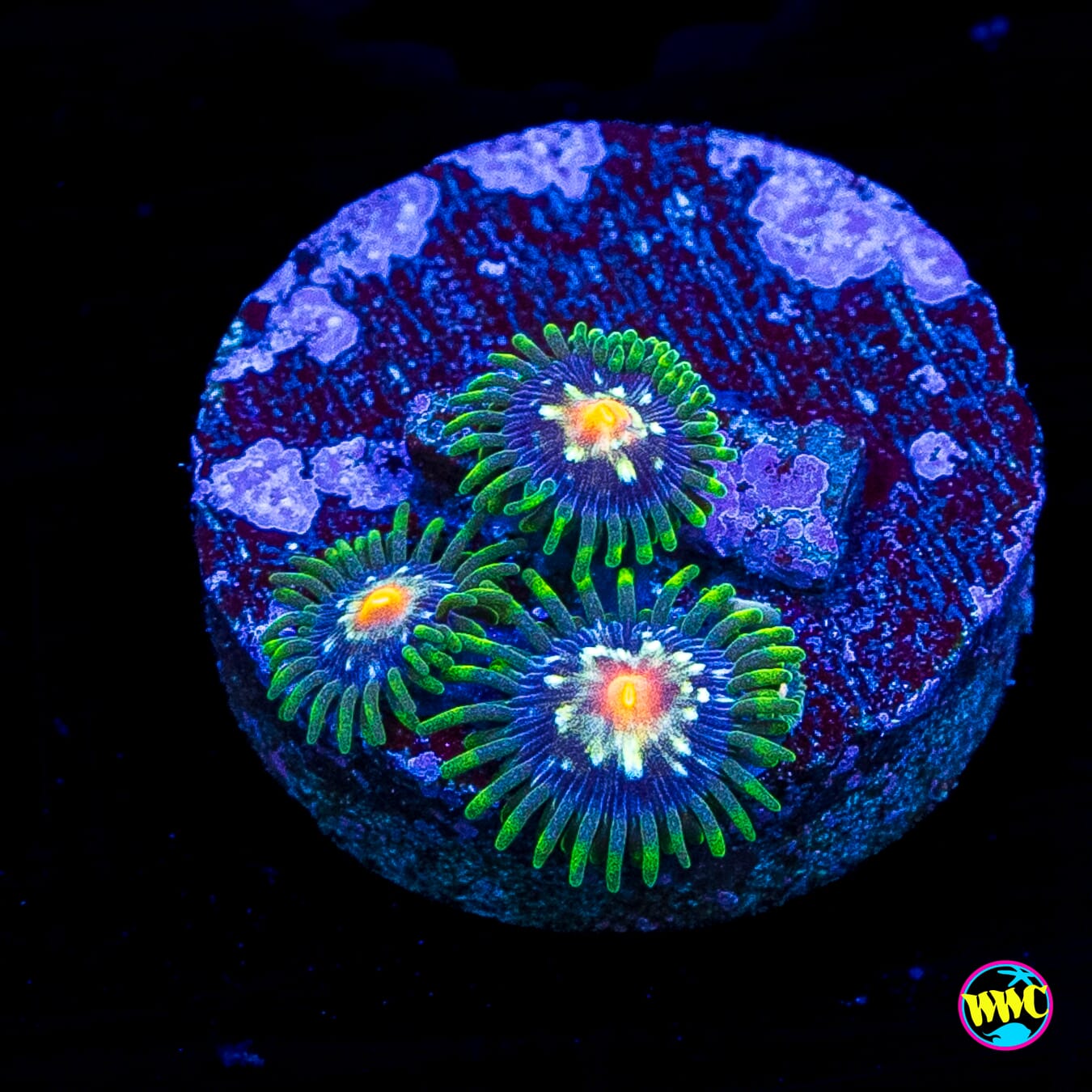 Jason Fox Stargazer Zoanthids