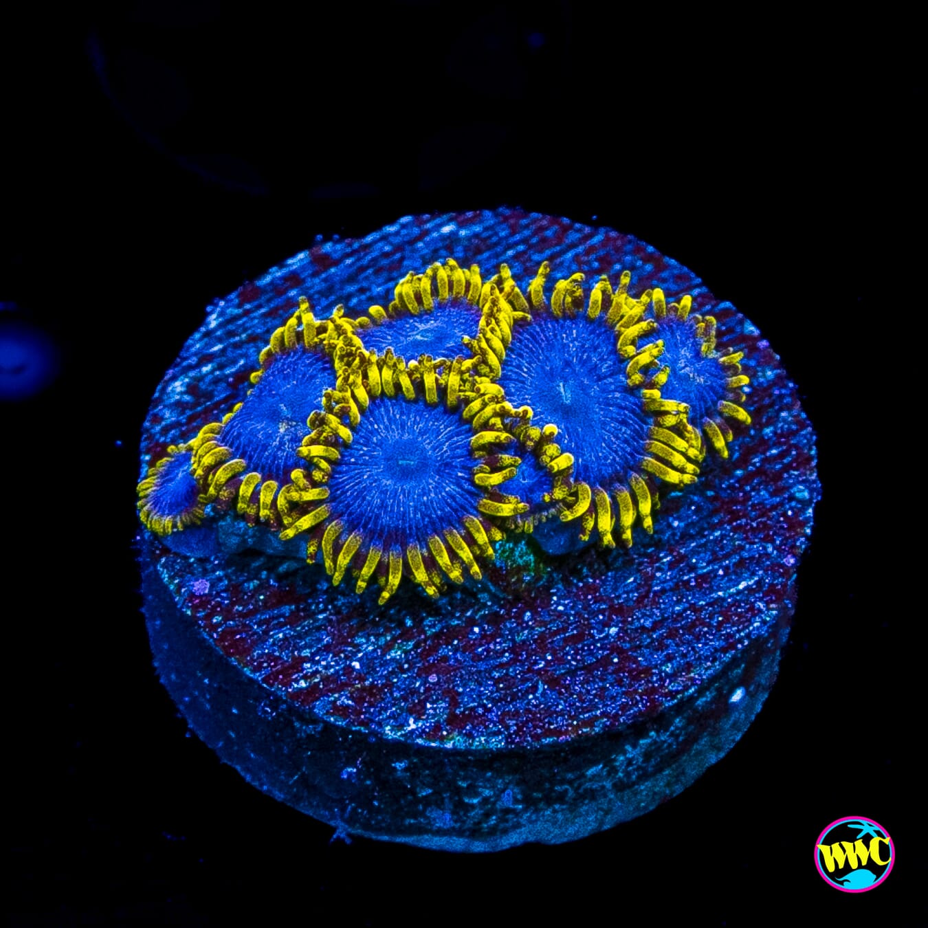 WWC Blue Angels Zoanthids