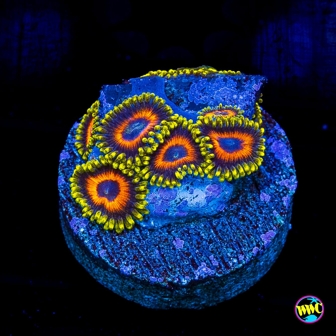 Jungle Juice Zoanthids