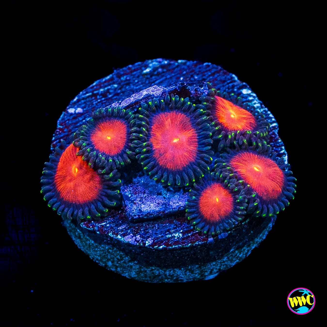 WWC Burning Mans Zoanthids