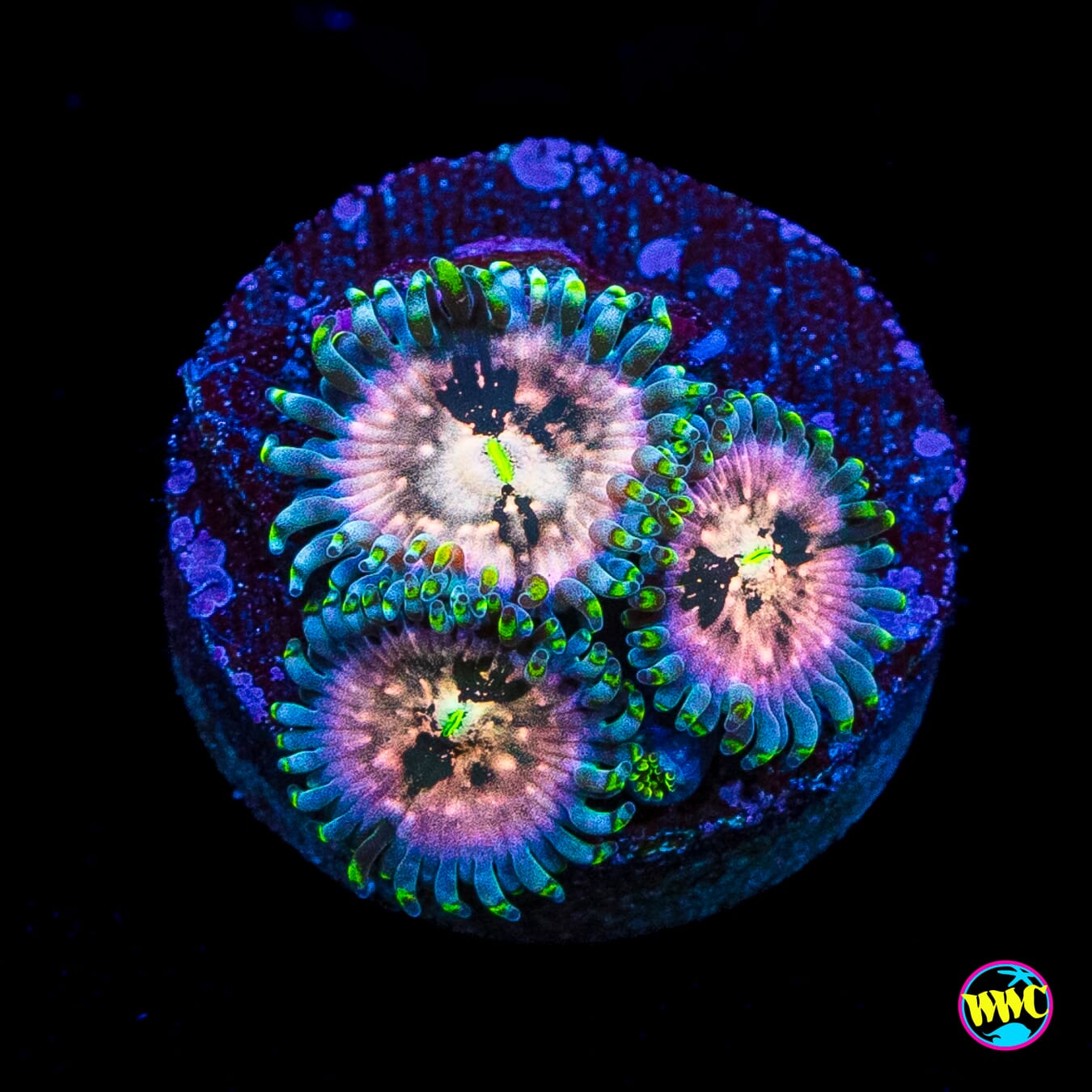 WWC Hawaiian Ding Dang Zoanthids