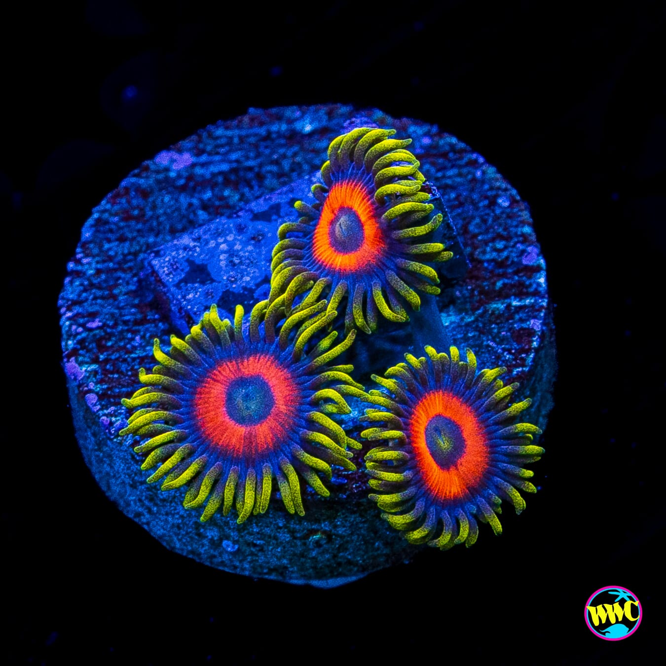 Eagle Eye Zoanthids
