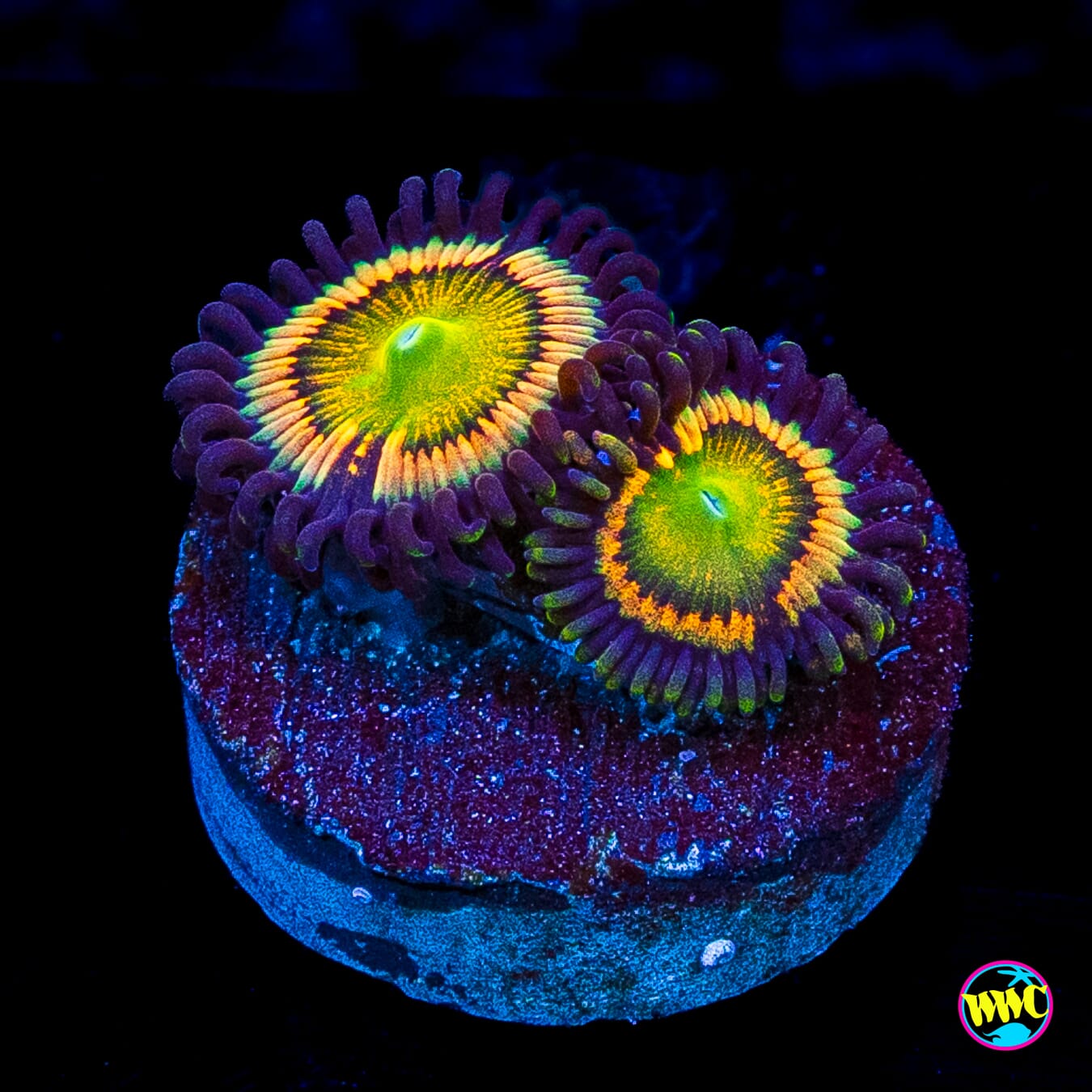 Citrus Cooler Zoanthids