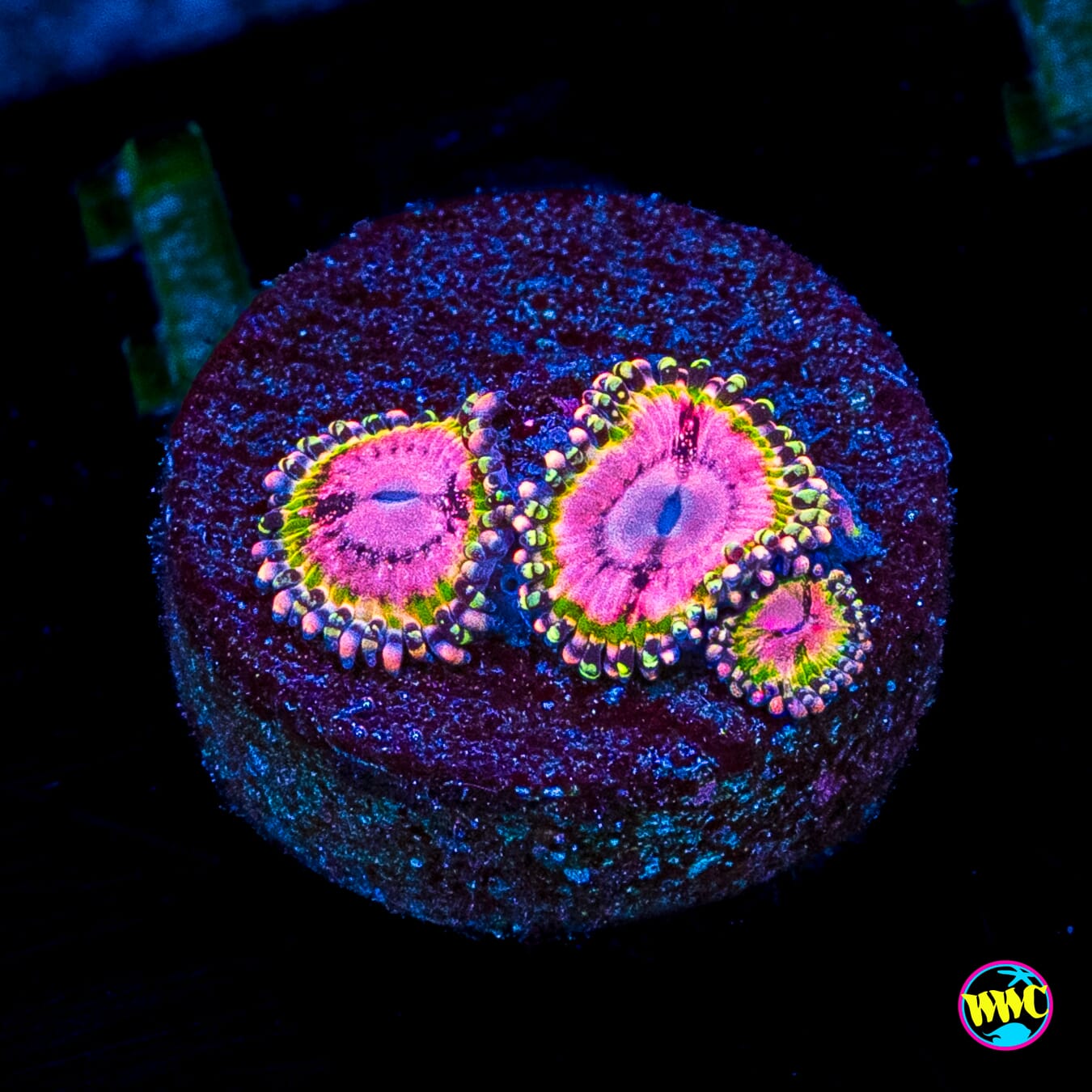 WWC Pink Krakatoa Zoanthids