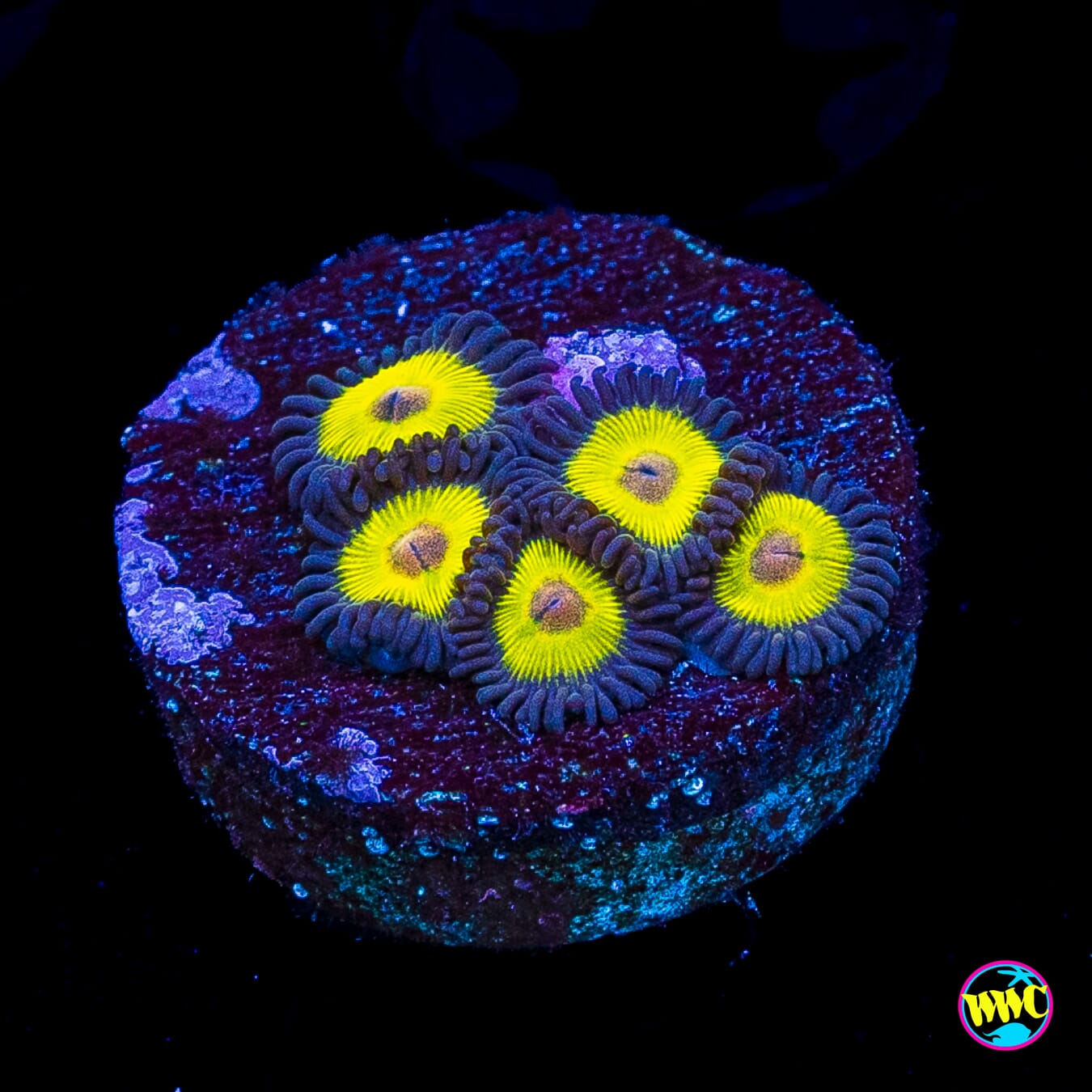 WWC Goldeneye Zoanthids