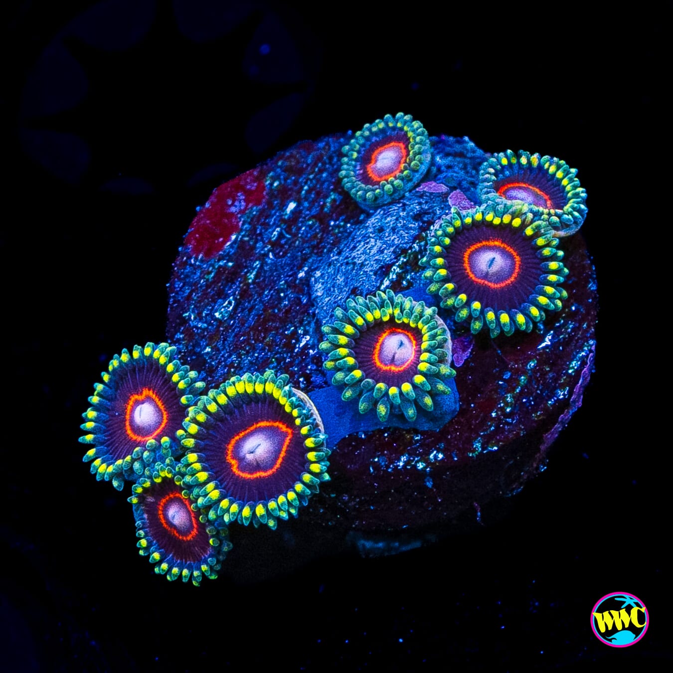 King Jawbreaker Hornet Zoanthids