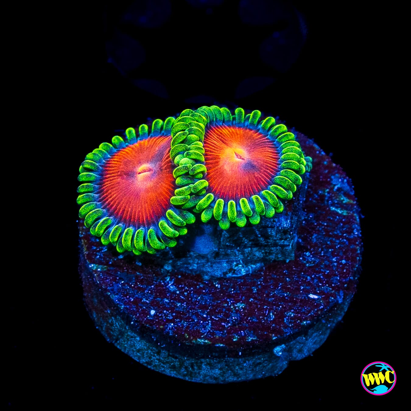 WWC Elemental Fury Zoanthids