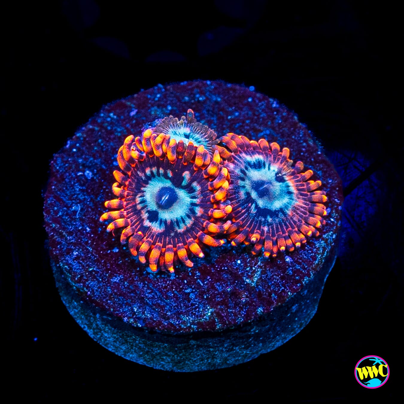 Utter Peace Zoanthids