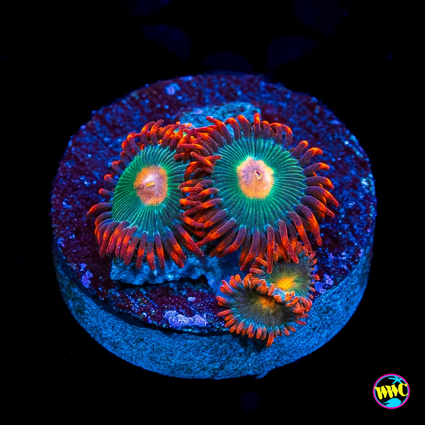 Gatorade Zoanthids