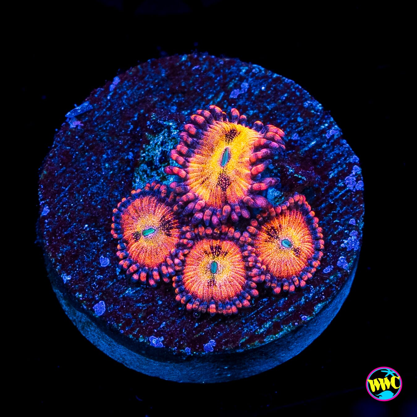 WWC Halle Berry Zoanthids