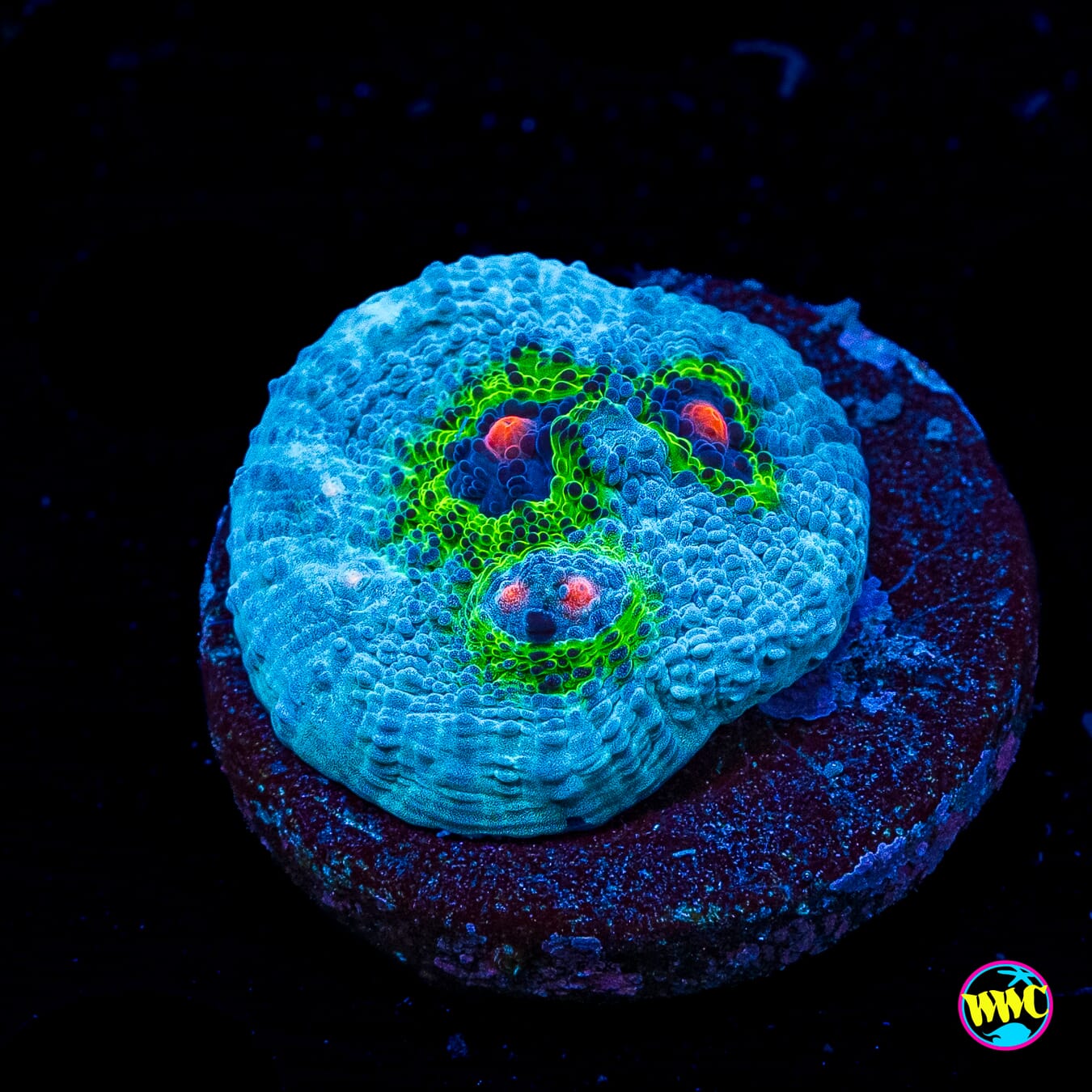 WWC Avatar Chalice