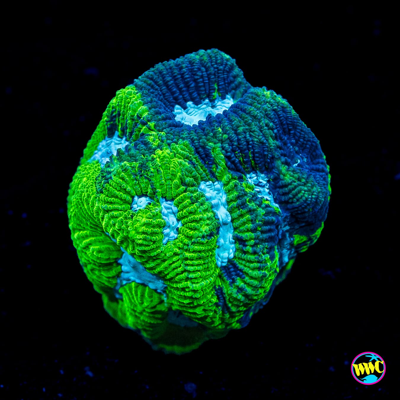 WWC Joker Platygyra