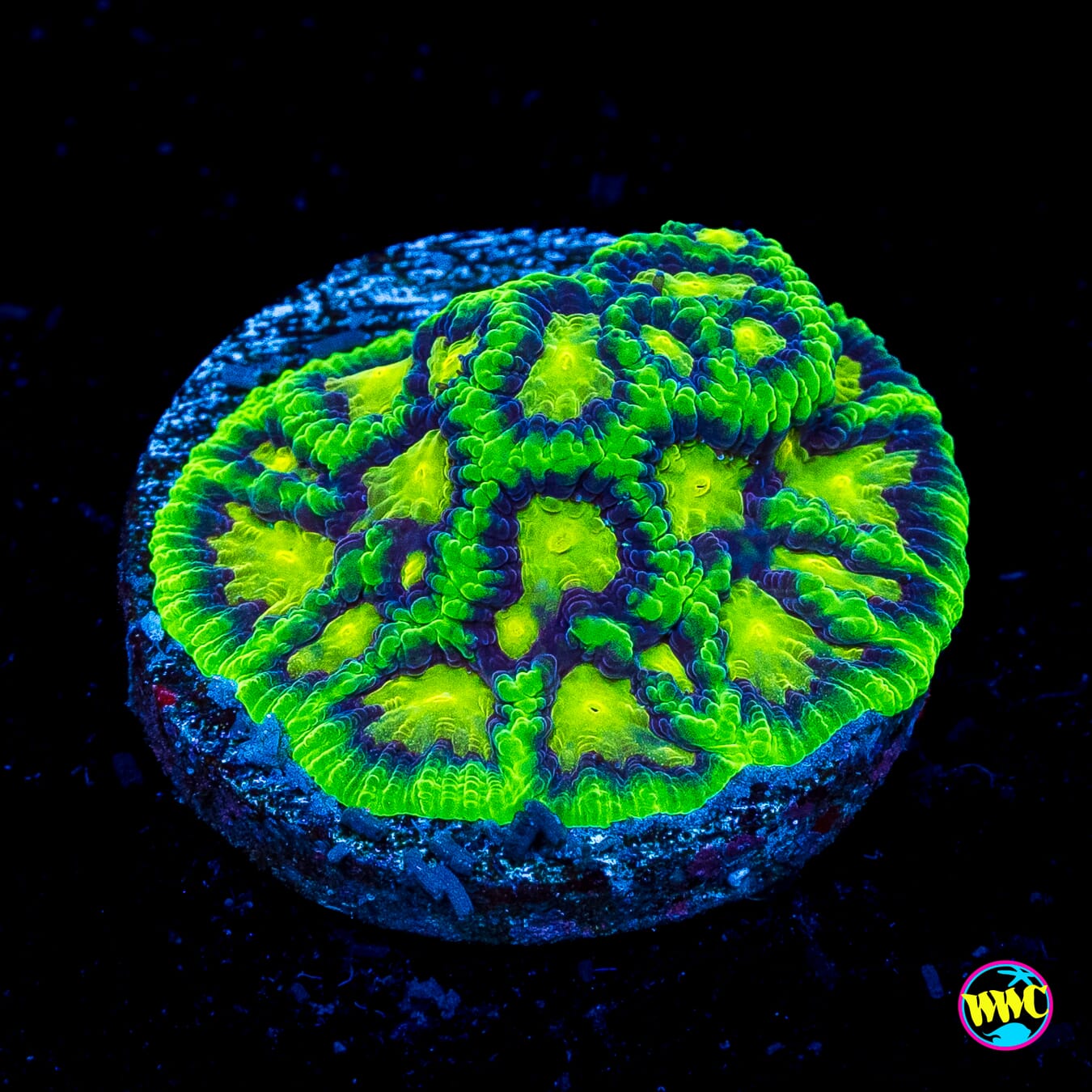 Nuclear Jungle Favites