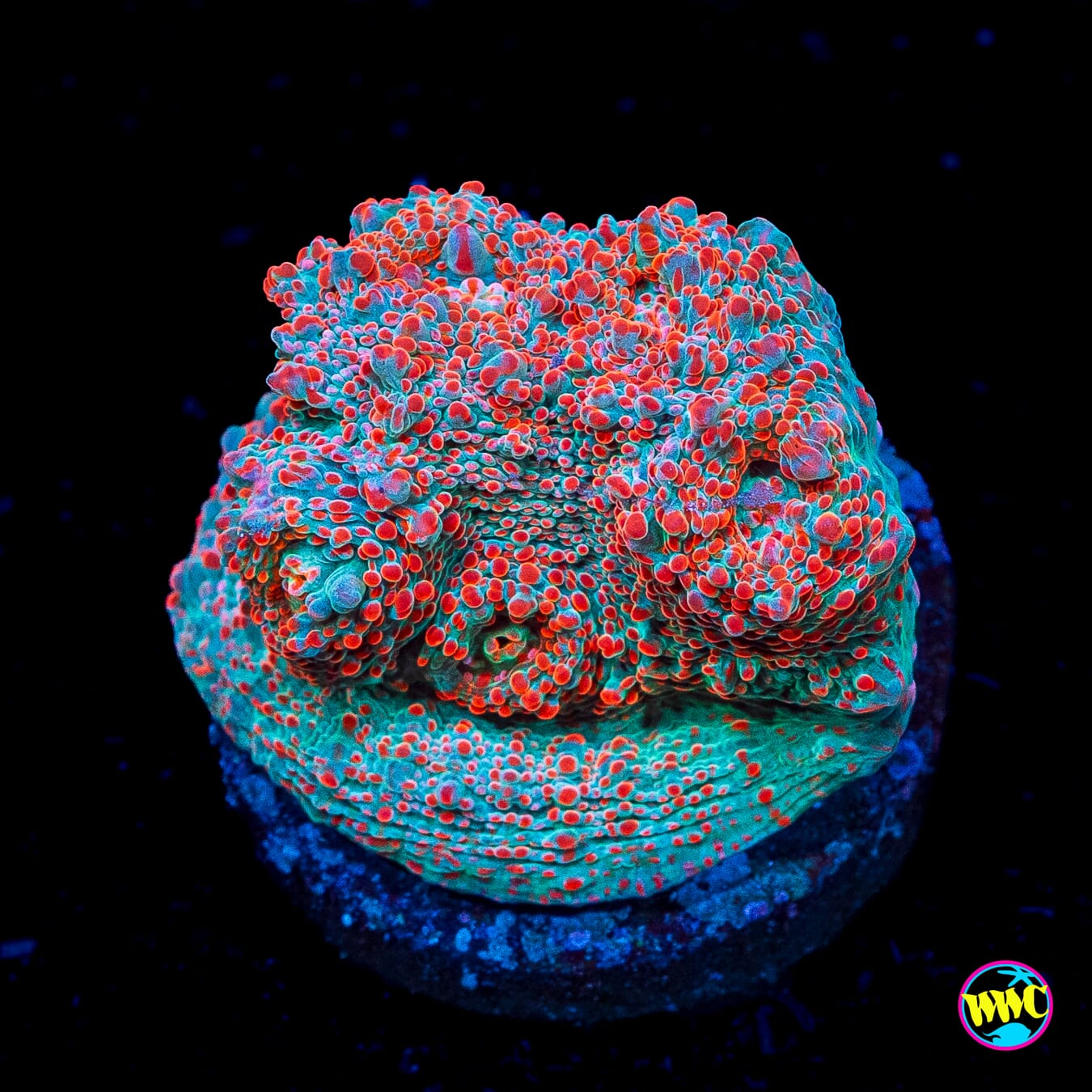 Cotton Candy Chalice