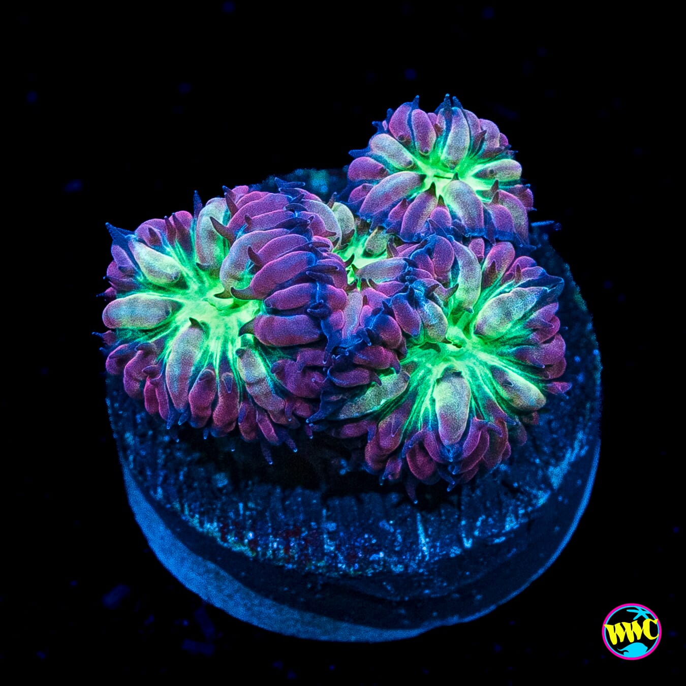Merletti Blastomussa