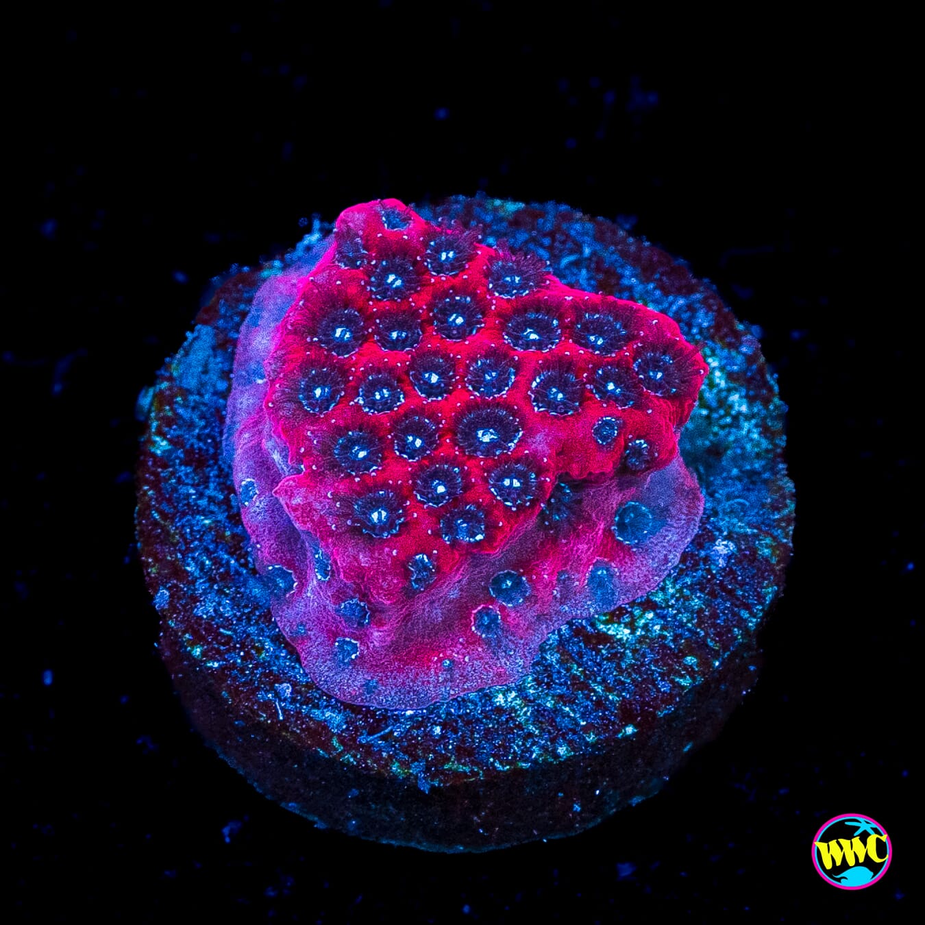 Darth Maul Porites