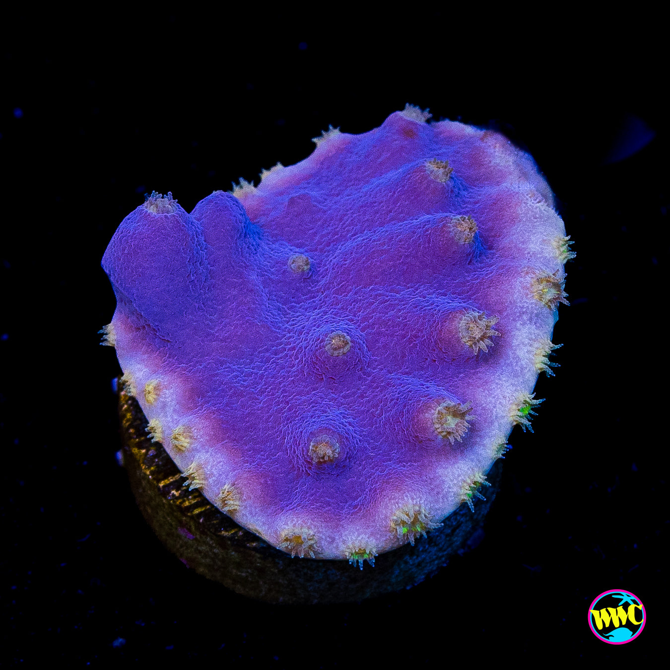 WWC Lakerz Turbinaria