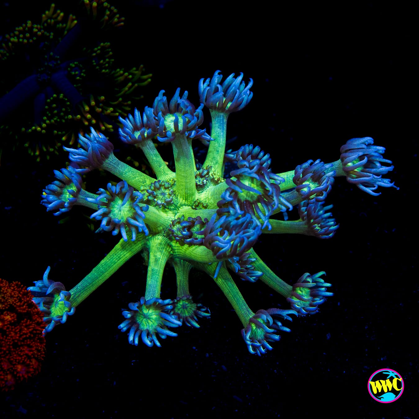 Shadow Goniopora