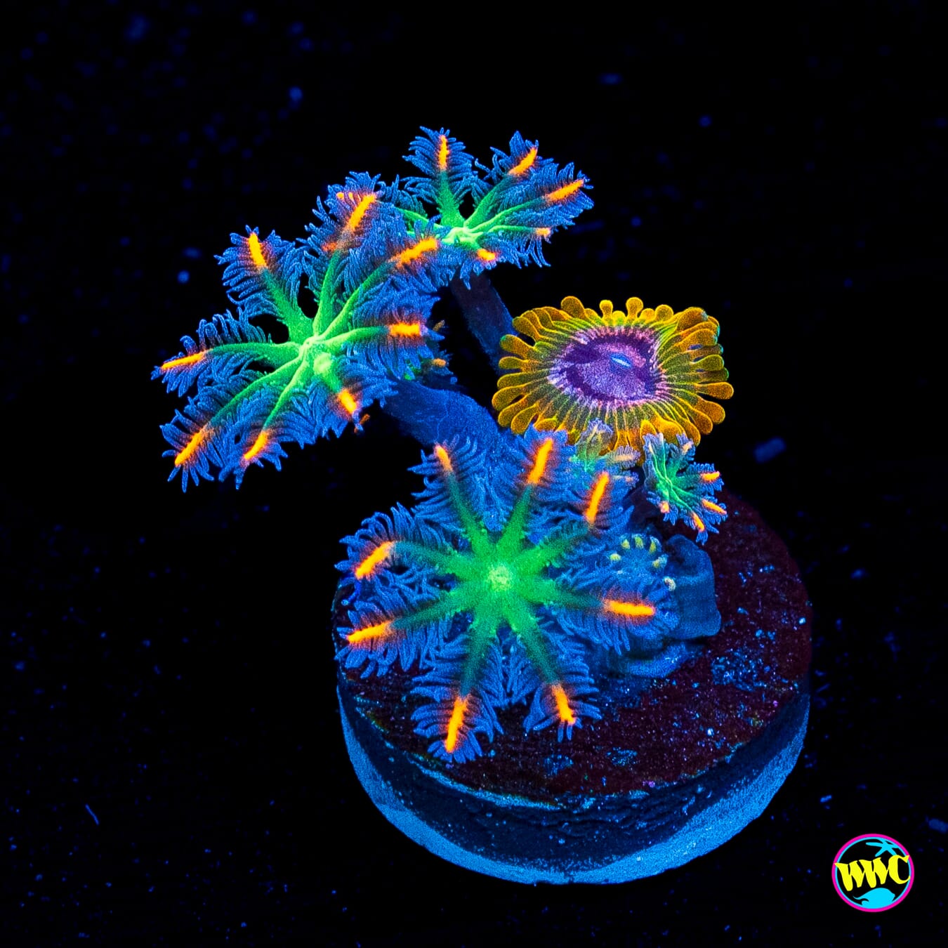 Combo Acid Reflux Zoas and Fireworks Clove Polyps
