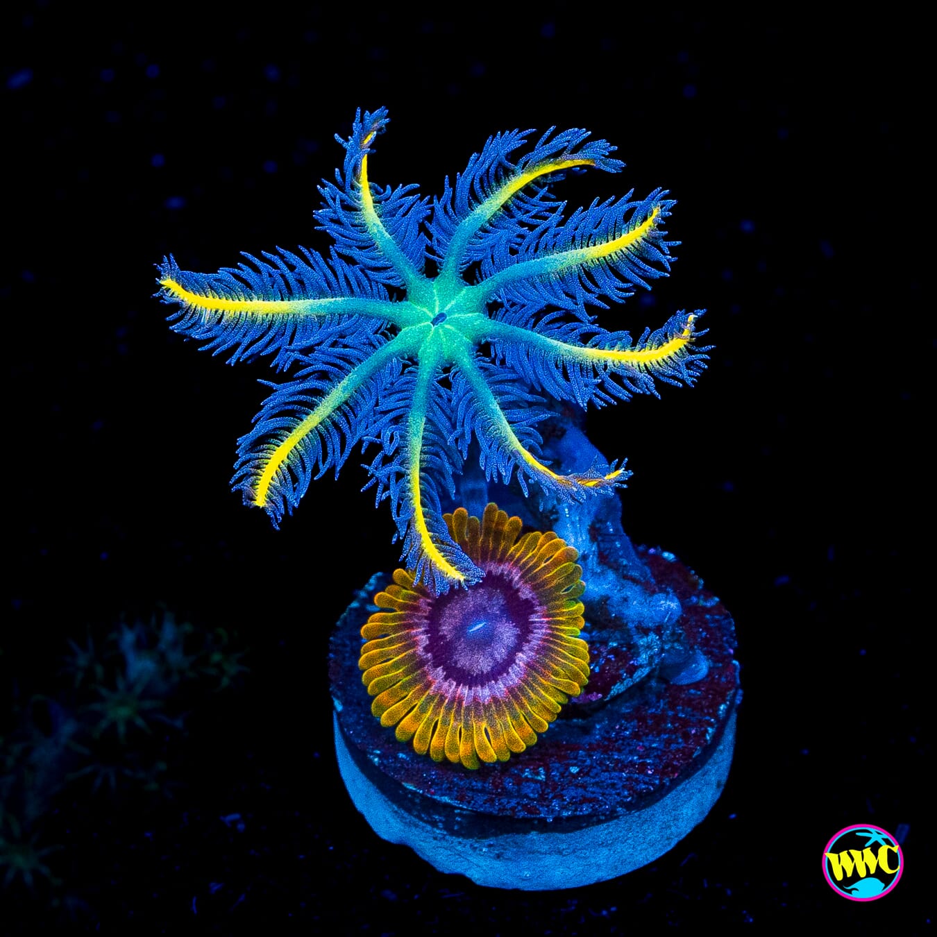 Combo Acid Reflux Zoas and Lemon Tipped Clove Polyps