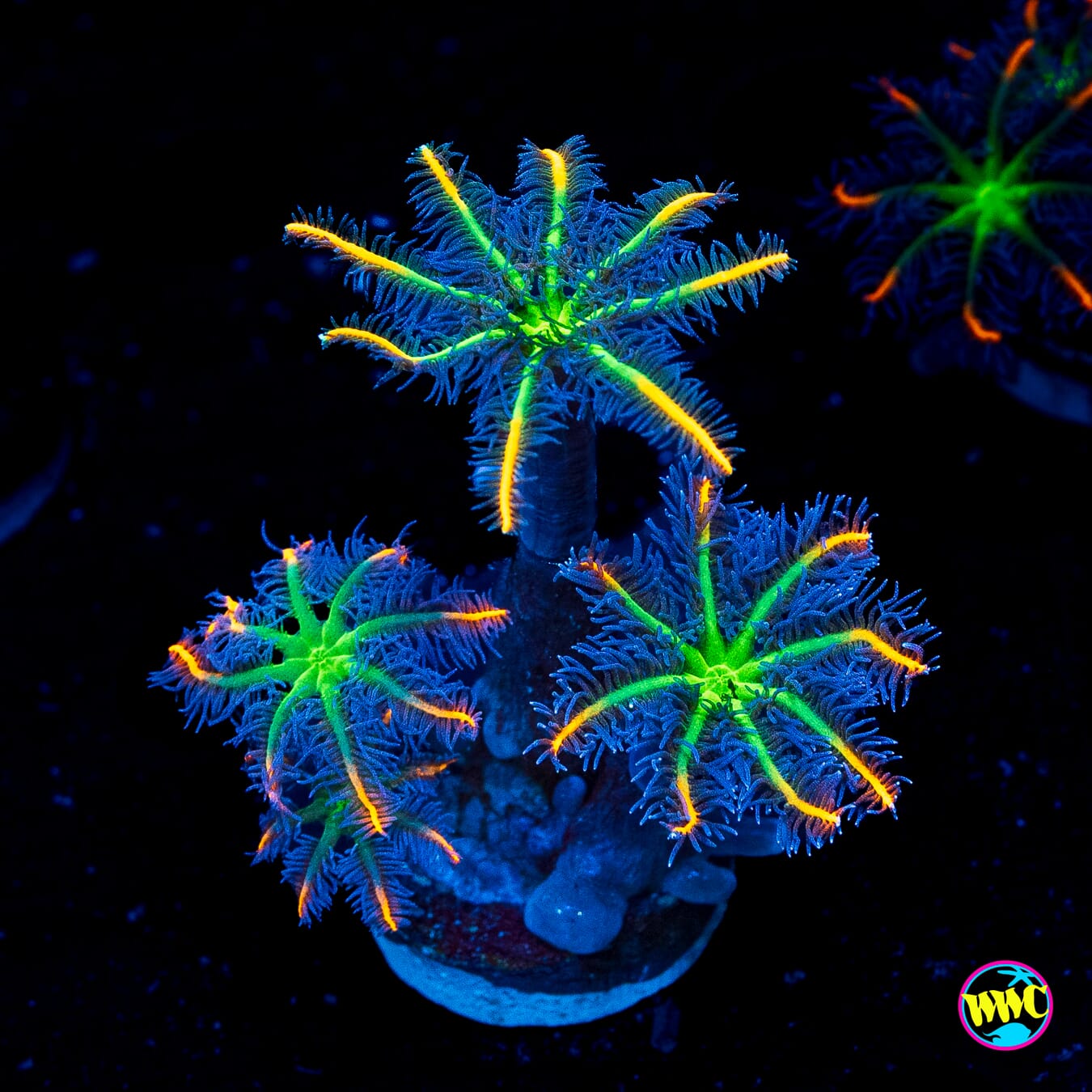 WWC High Voltage Clove Polyps
