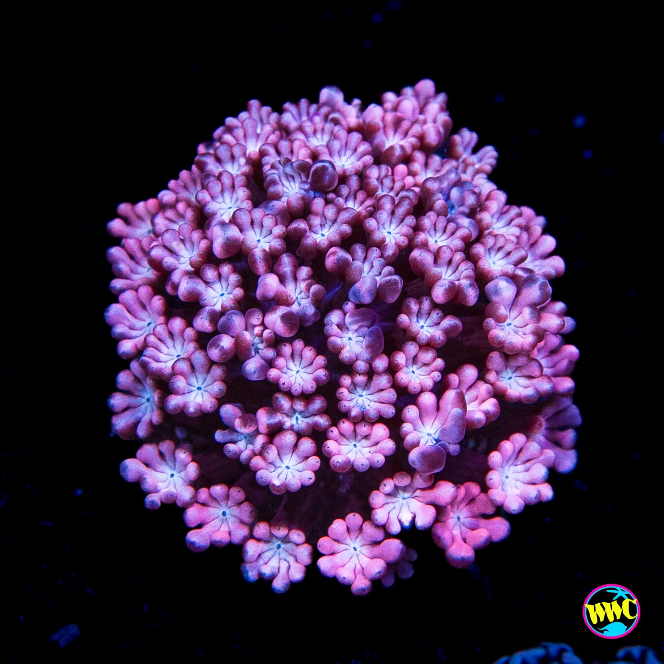 WWC Rose Hologram Alveopora