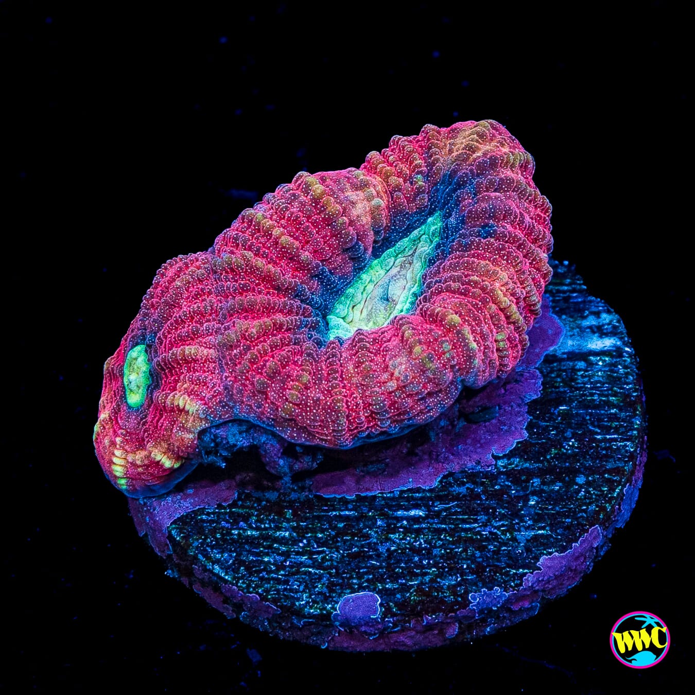 Sea Monster Goniastrea