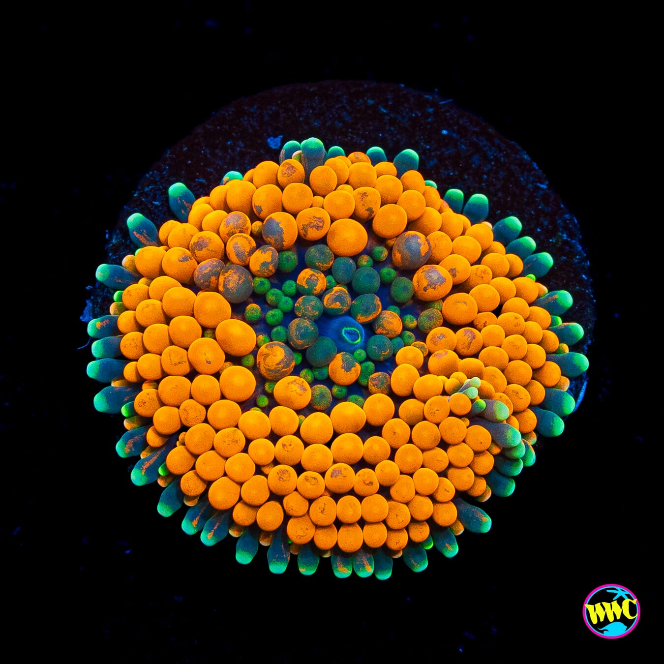 Teal Ring Ricordea Mushroom