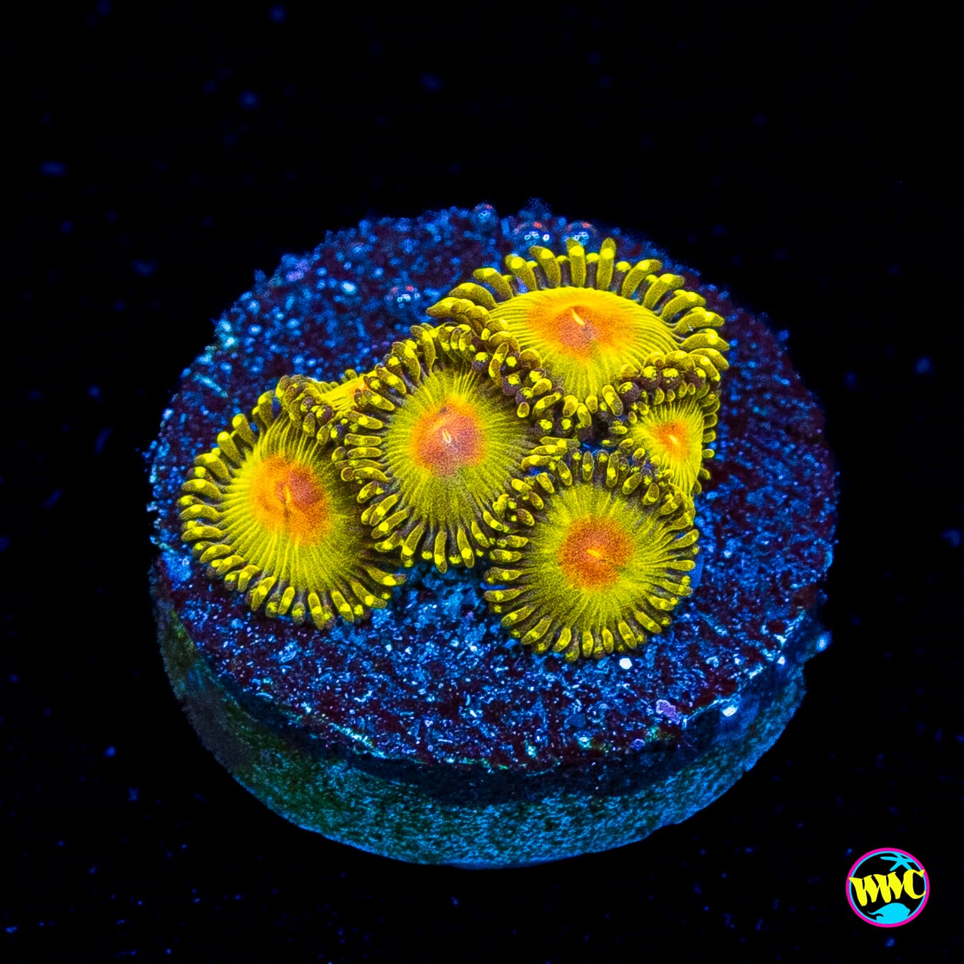WWC Golden Gods Zoanthids