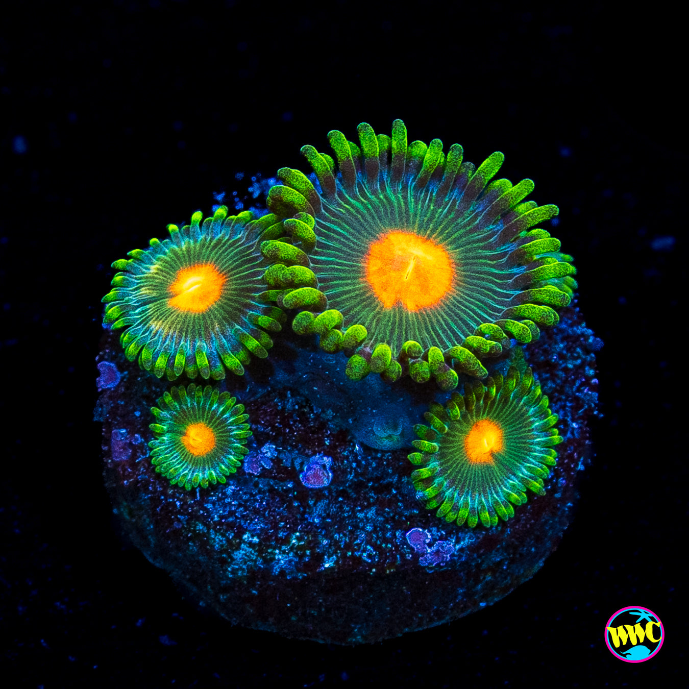 WWC Campfire Zoanthids