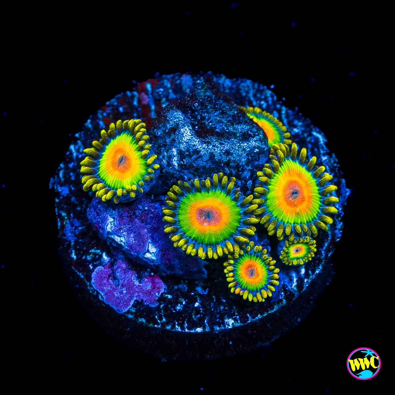 Rasta Zoanthids