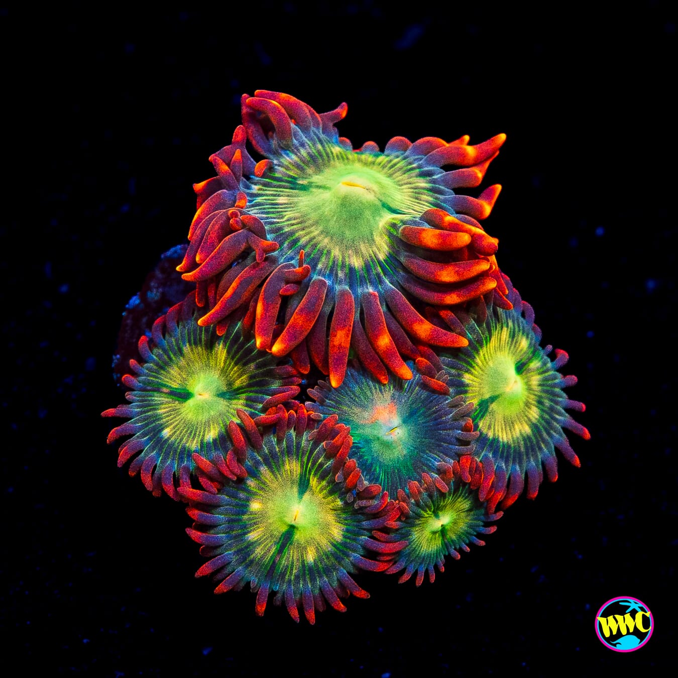 WWC Astral Shift Zoanthids