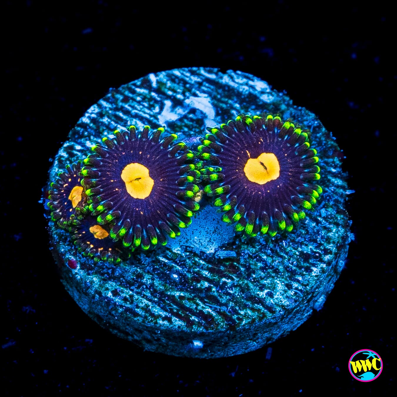 WWC Fortune Cookie Zoanthids