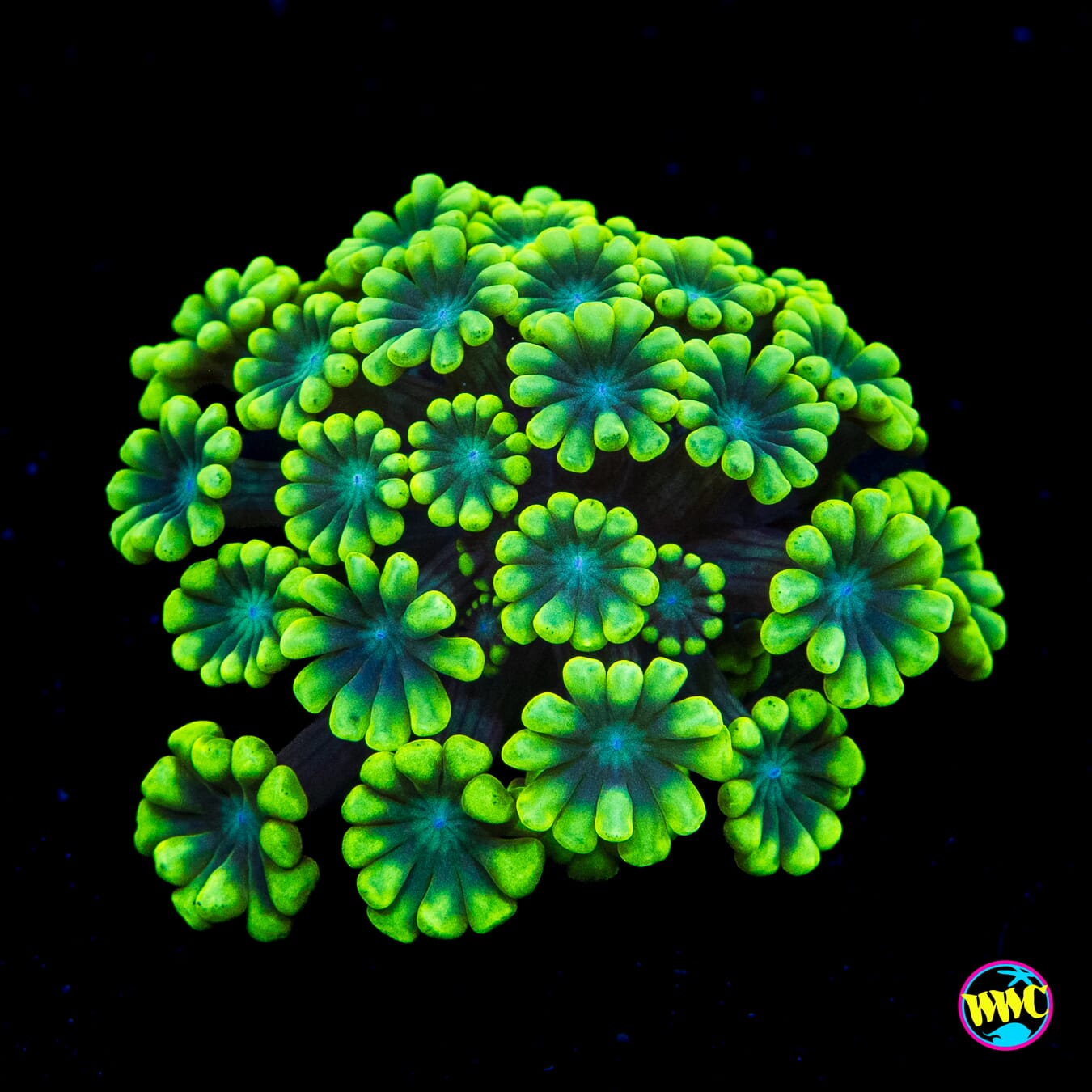 Flippin Lime Alveopora