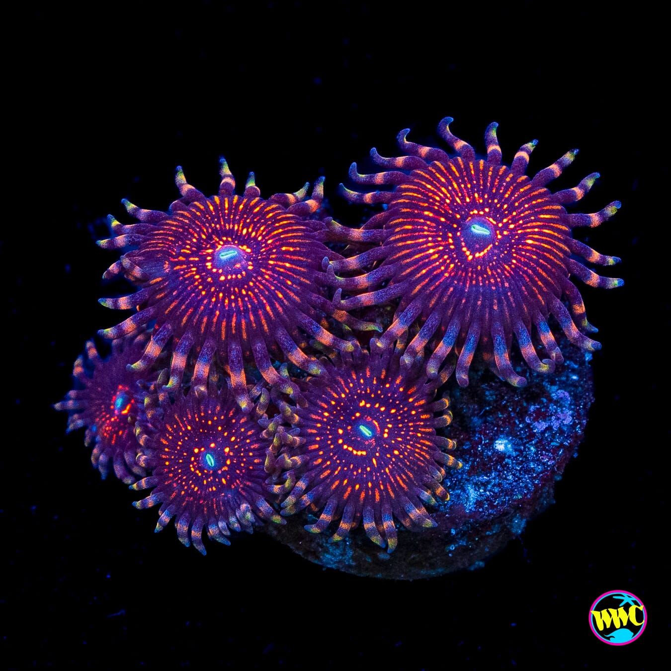 ARC Night Crawler Zoanthids