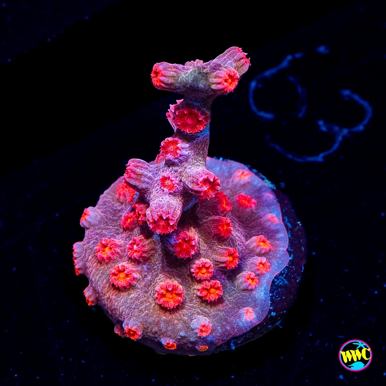 WWC Strawberry Branching Cyphastrea